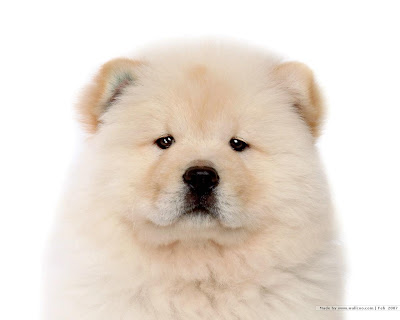 Chow Chow Puppy Pictures