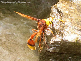 Potter Wasps