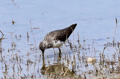 Green Sandpiper - winter visitor