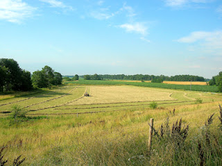 raked hayfield