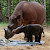 Seekor Badak Sumatera Lahir di Suaka Rhino Sumatera,Taman Nasional Way Kambas