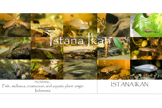  Page Istana Ikan