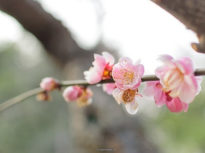 [10000ダウンロード済み√] ���の花 壁紙 pc 162990-梅の花 壁紙 pc