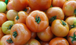 Cara menanam tomat dalam polybag