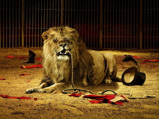 Lion Wallpapers HD