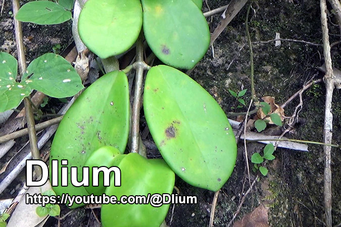 Dlium Rock wax plant (Hoya diversifolia)
