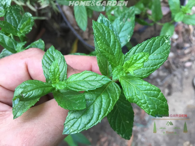 Mint can be harvested as soon as it comes up in spring, as young leaves have more flavor than old ones and frequent harvesting is the key for keeping mint plants at their best growth. 
