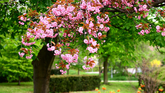 Best Free Spring Hd Wallpapers