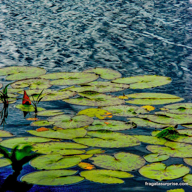 Vegetação aquática do Pantanal