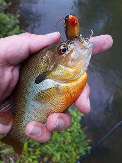 maryland redbreast sunfish