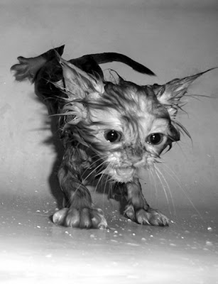 wet cat