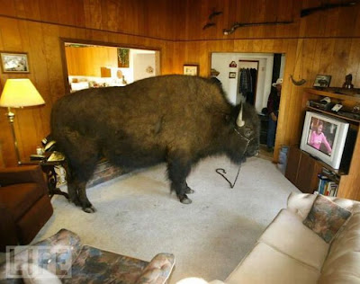 Buffalos Can Also Be Amazing House Pet Seen On  www.coolpicturegallery.us