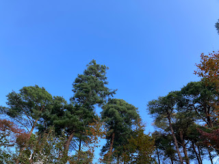 木々と空