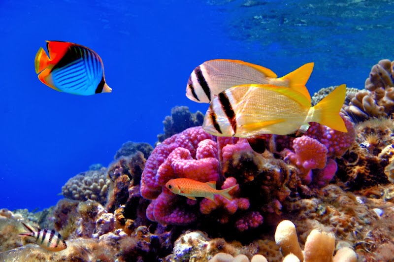 Terkini Foto Ikan Hias, Warna Kuning