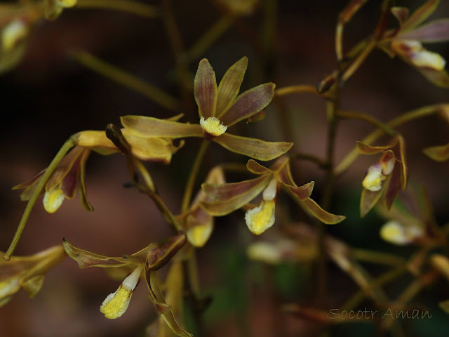 Lecanorchis japonica