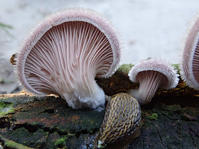Grzyby 2019, grzyby w maju, grzyby na drzewie, Lentinus strigosus twardziak szczeciniasty, gęśnica wiosenna, czernidłaki