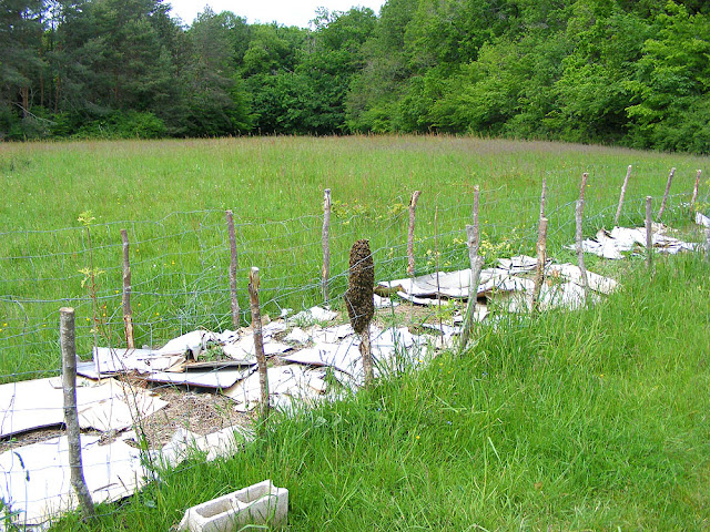 Honey bee Apis mellifera swarm, Loir et Cher, France. Photo by Loire Valley Time Travel.