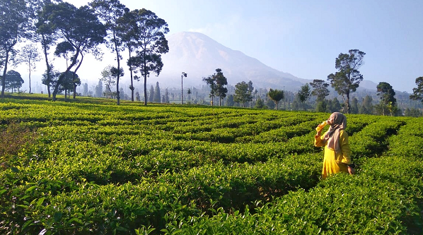 Morning Tea Walk di Kebun Teh Sambil Menikmati Natsbee Honey Lemon