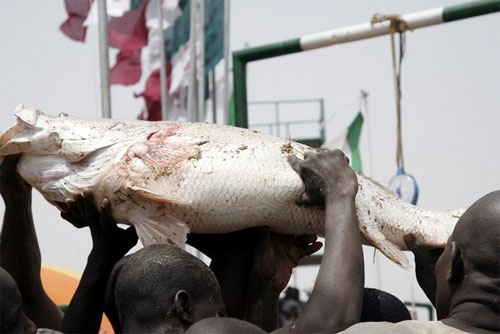 nigeriafishing04