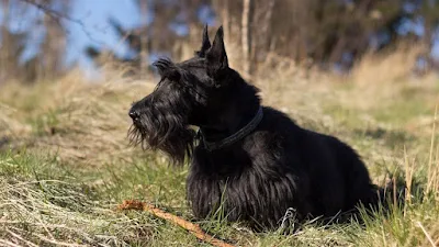 Scottish Terrier