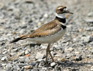 Foto Burung Killdeer