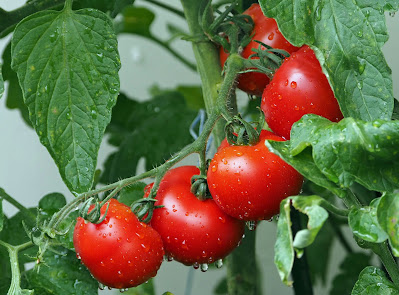 A tomato plant