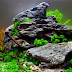 Tips Membuat Aquascape Sederhana untuk Pemula