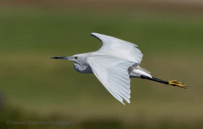 Little Egret in Flight - With Canon EOS R  :  Processed in Lightroom Classic CC Version 8.2