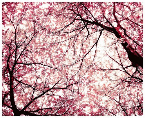 cherry tree blossom japan. A cherry blossom is the name