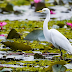 Eastern awesome egret in Udom Thani Territory, Thailand  