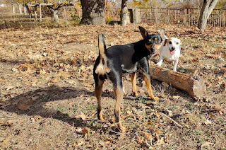 Thelma and Xena with a log