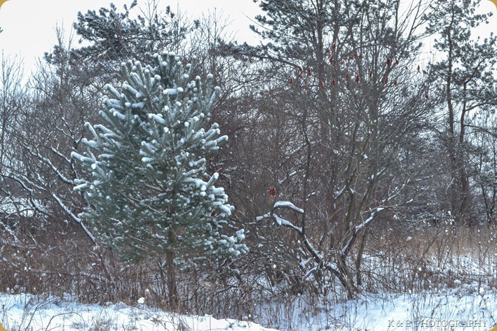 winter scenery (1 of 1)-7