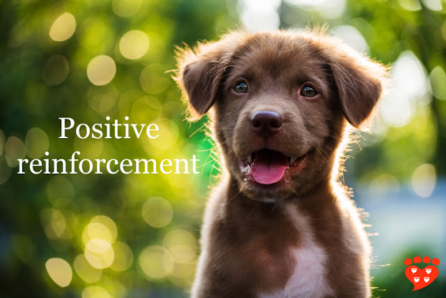 A user-friendly guide to everything you need to know about positive reinforcement