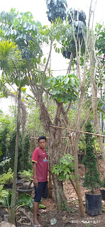 Pohon walisongo besar