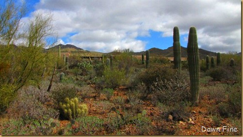 Desert museum_250_thumb