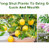  Feng Shui Plants Bring Good Luck and Wealth