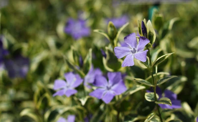 Vinca Major Variegata