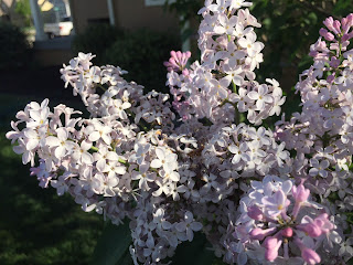 white and purple Lilac blooms