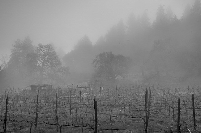 Hill in the fog