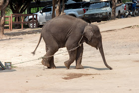 Baby elephant tied up, waiting to entertain tourists at a venue in Thailand. After brutal training as youngsters, elephants like this one spend their lives forced into unnatural interactions with tourists