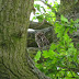 Little Owl, little inverts, little time !