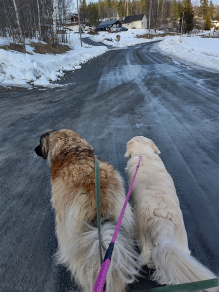 leonberger golden retriever