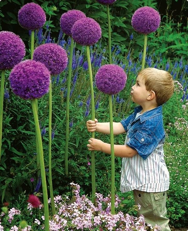 2.) Plant giant allium flowers to make your back yard look like something out of Dr. Seuss. - These 29 Do-It-Yourself Backyard Ideas For Summer Are Totally Awesome. Definitely Doing #10!