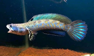 Mengenal Ikan Channa Pulchra, Habitat, Ciri Fisik, dan Cara Merawatnya