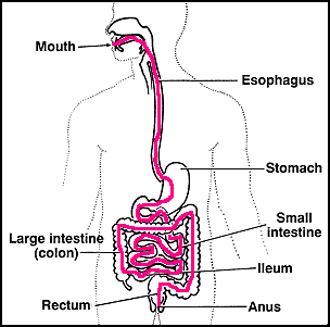 Diagram of digestive system | Simple digestive system diagram | Digestive system easy