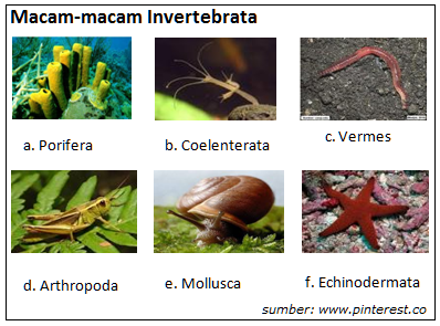 Gokil 46+ Jelaskan Klasifikasi Hewan Invertebrata