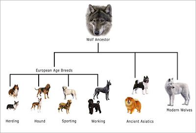 evolução cão