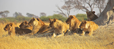 Groupe de lions allongés dans la savane et regardant tous dans la même direction.