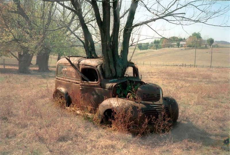 Trees Growing Through Classic Cars