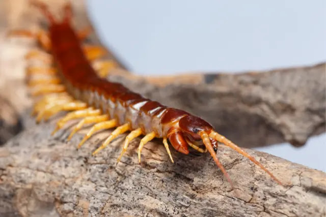 can-centipedes-climb